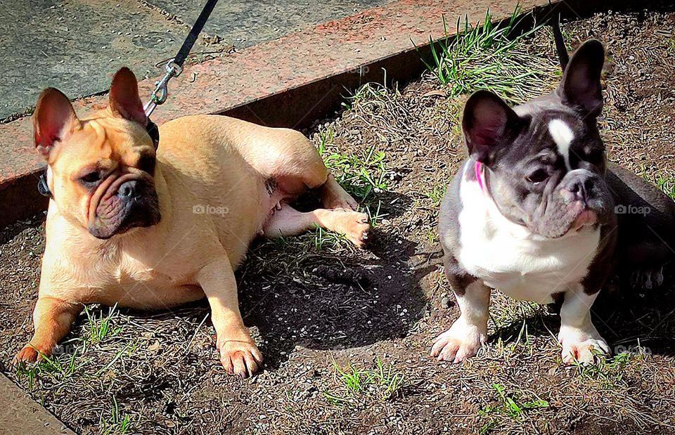 Sunny day.  Two dogs of the French bulldog breed are sitting on the lawn under the sun: red and black and white