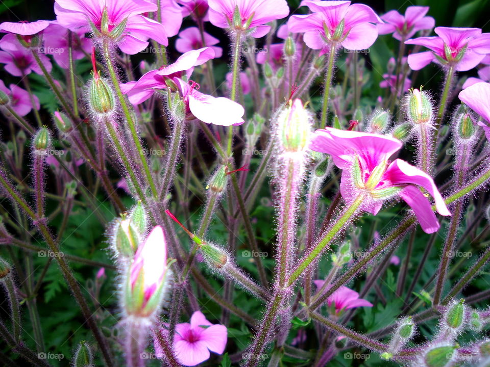 Flowers For You! 💗