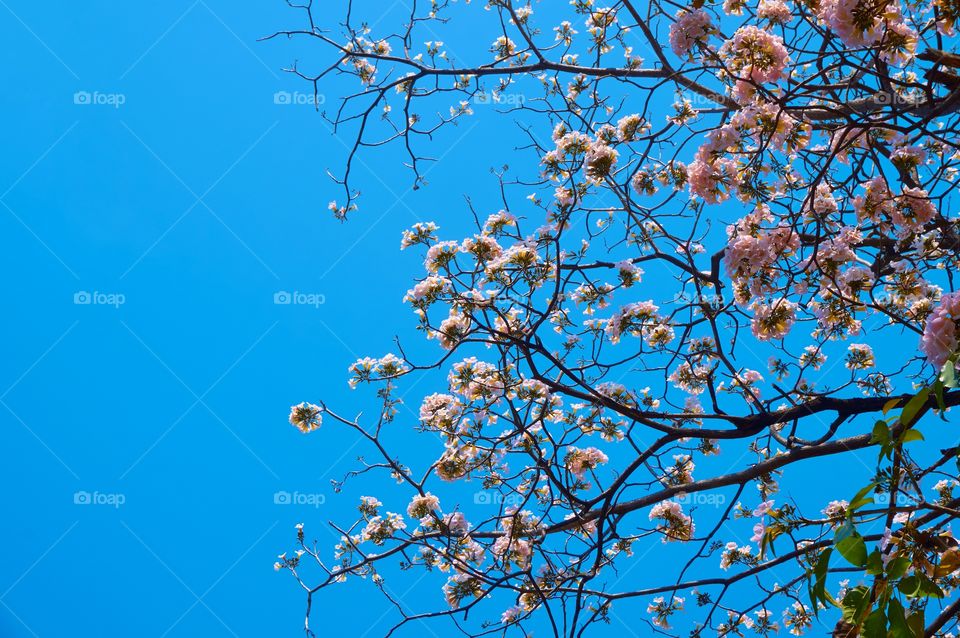 Pink flowers blooming with blue sky background 