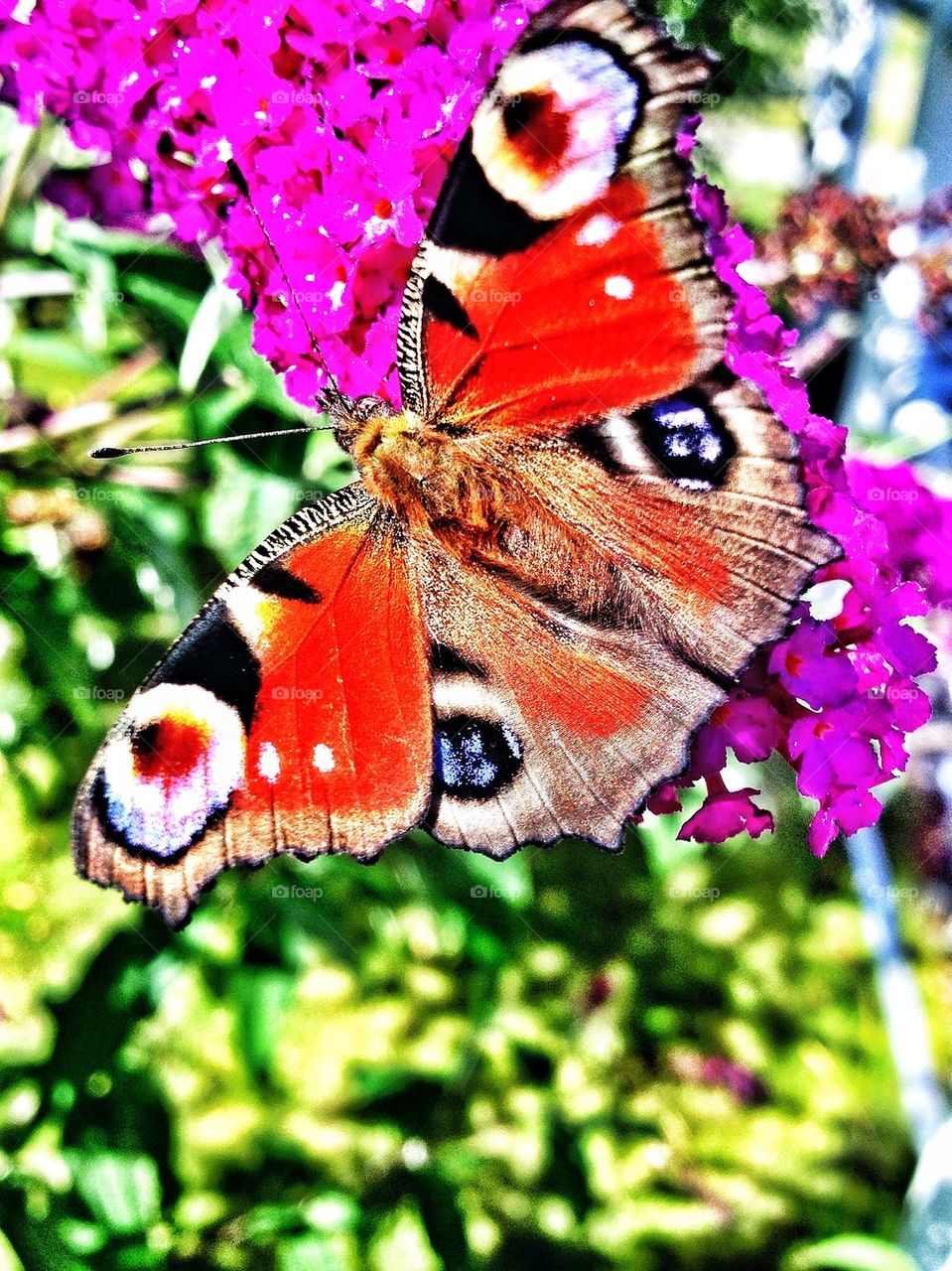 Close-up of butterfly on flower