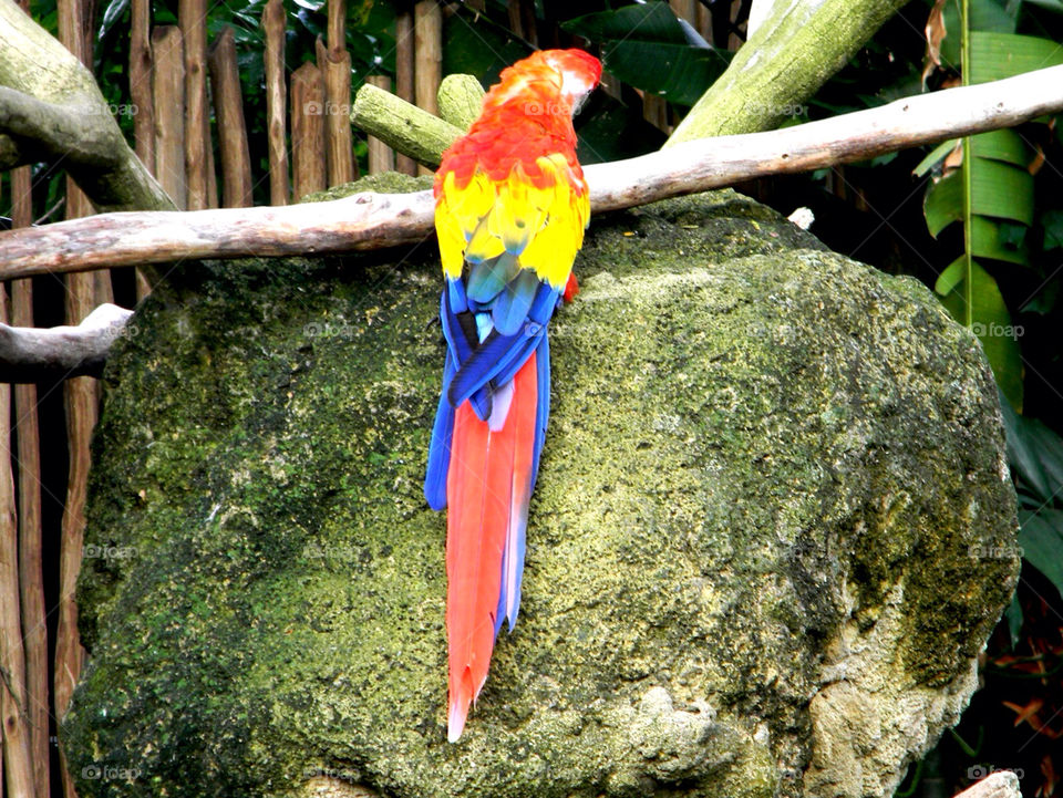Macaw