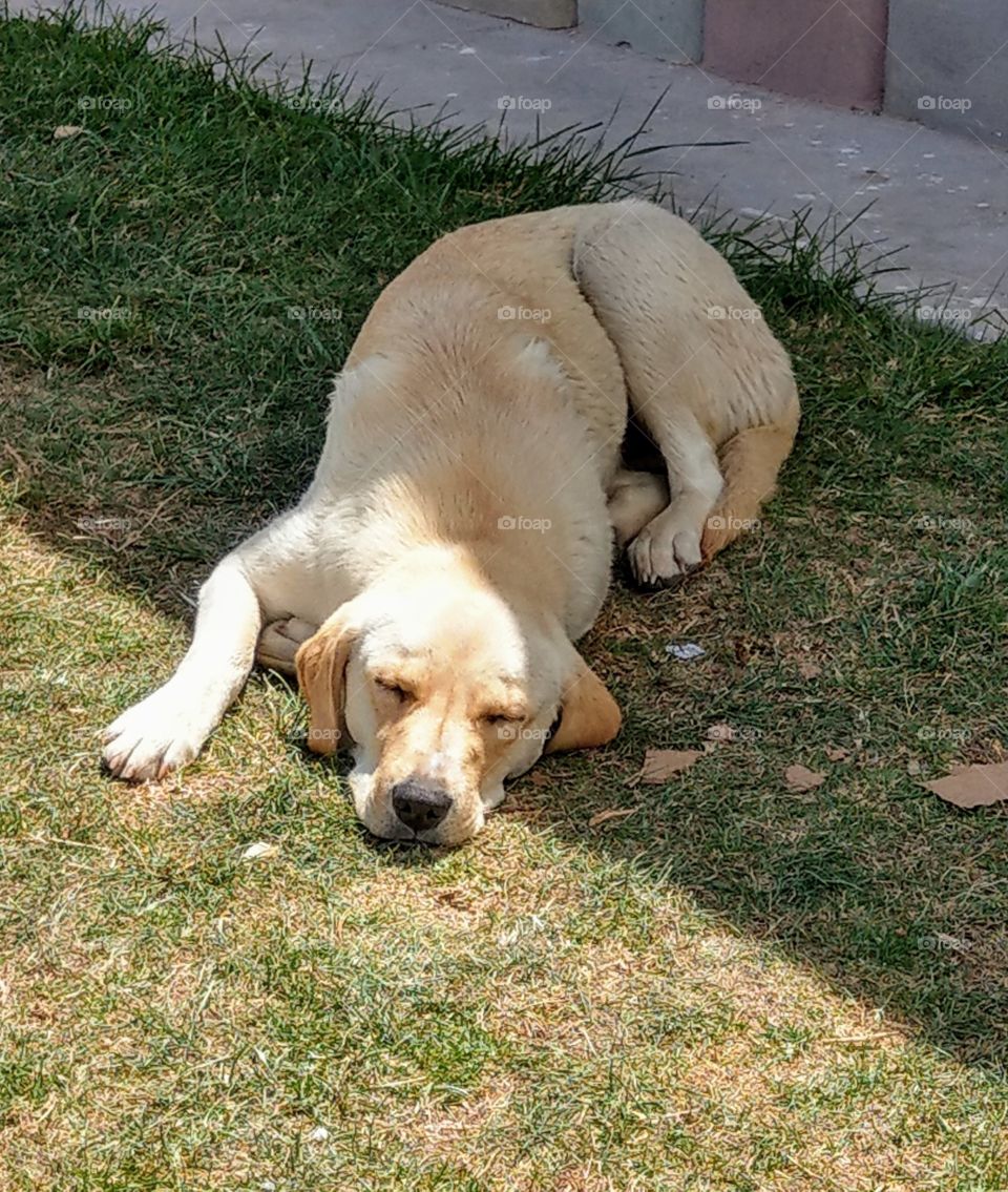 A sleeping dog looked like very comfortable for the warm sunlight.