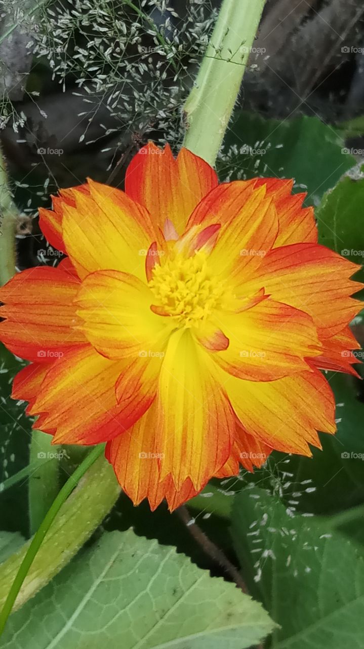 This is very beautyfull click