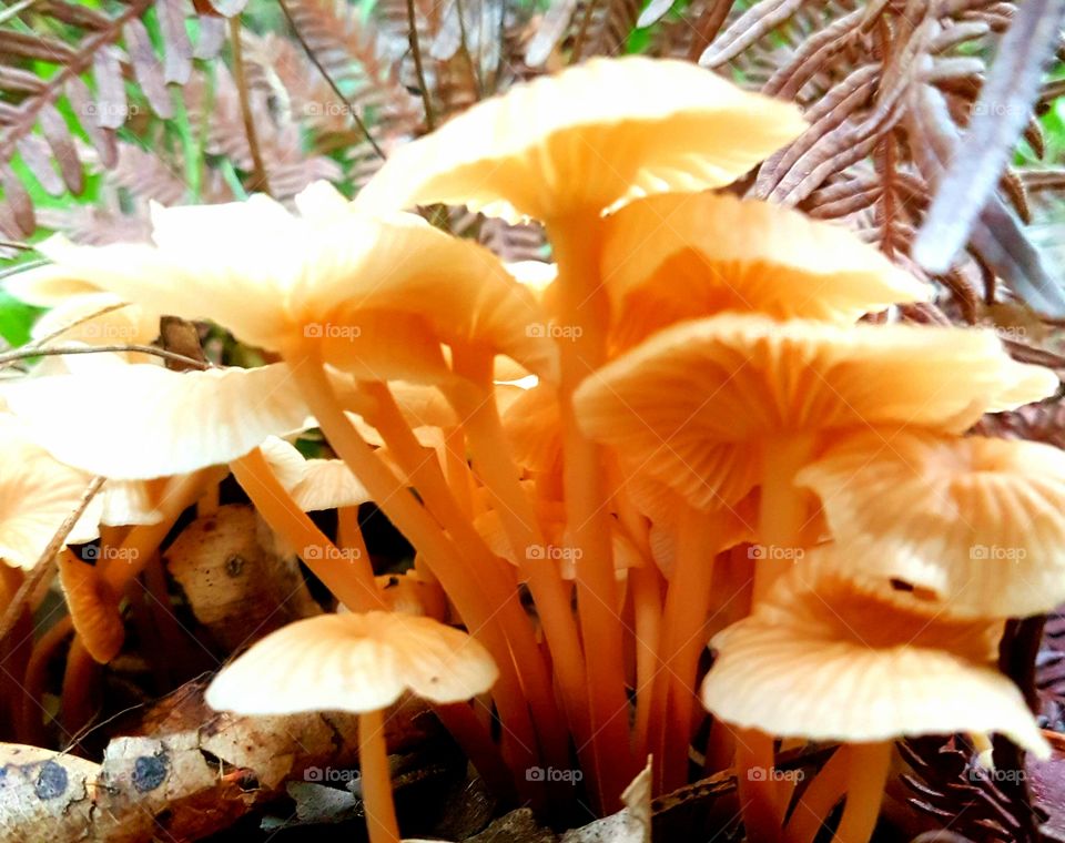 fungi disguised as oyster mushrooms