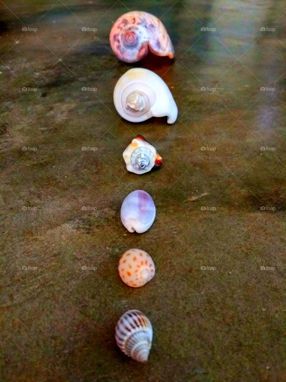 Various shells