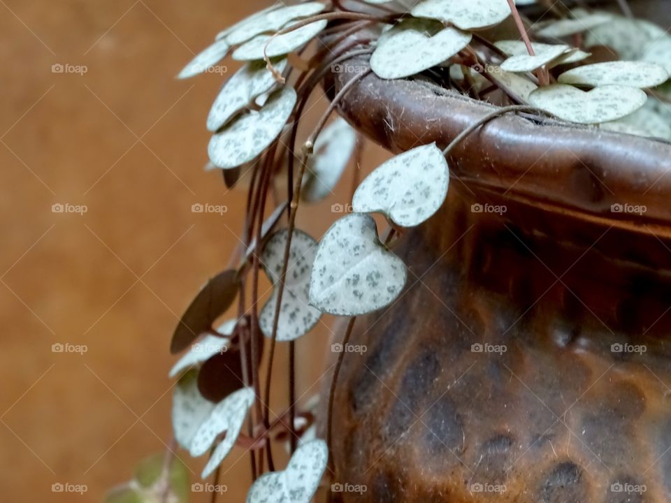 Heart shaped leaves in an outdoor decoration 