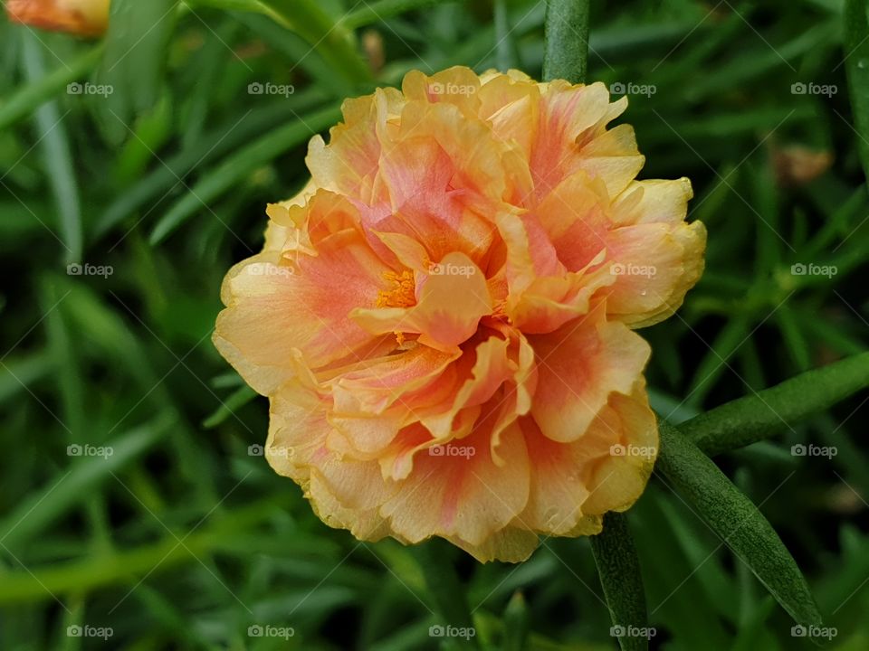 the Portulaca Grandiflora