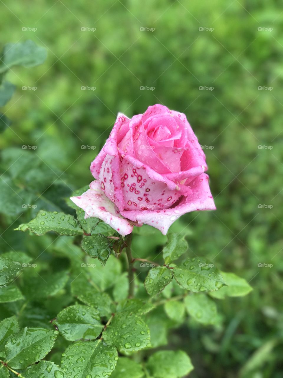 Morning pink rose.