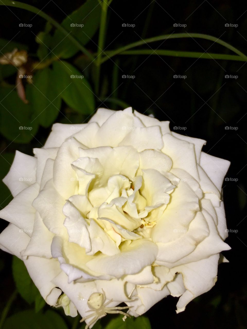 My hobby photography nature