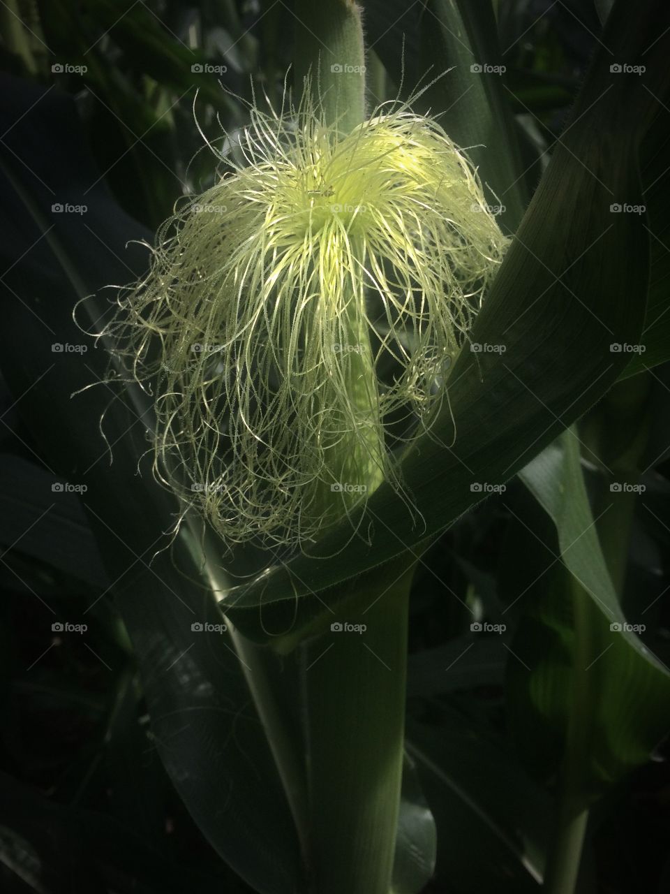 Corn Silk