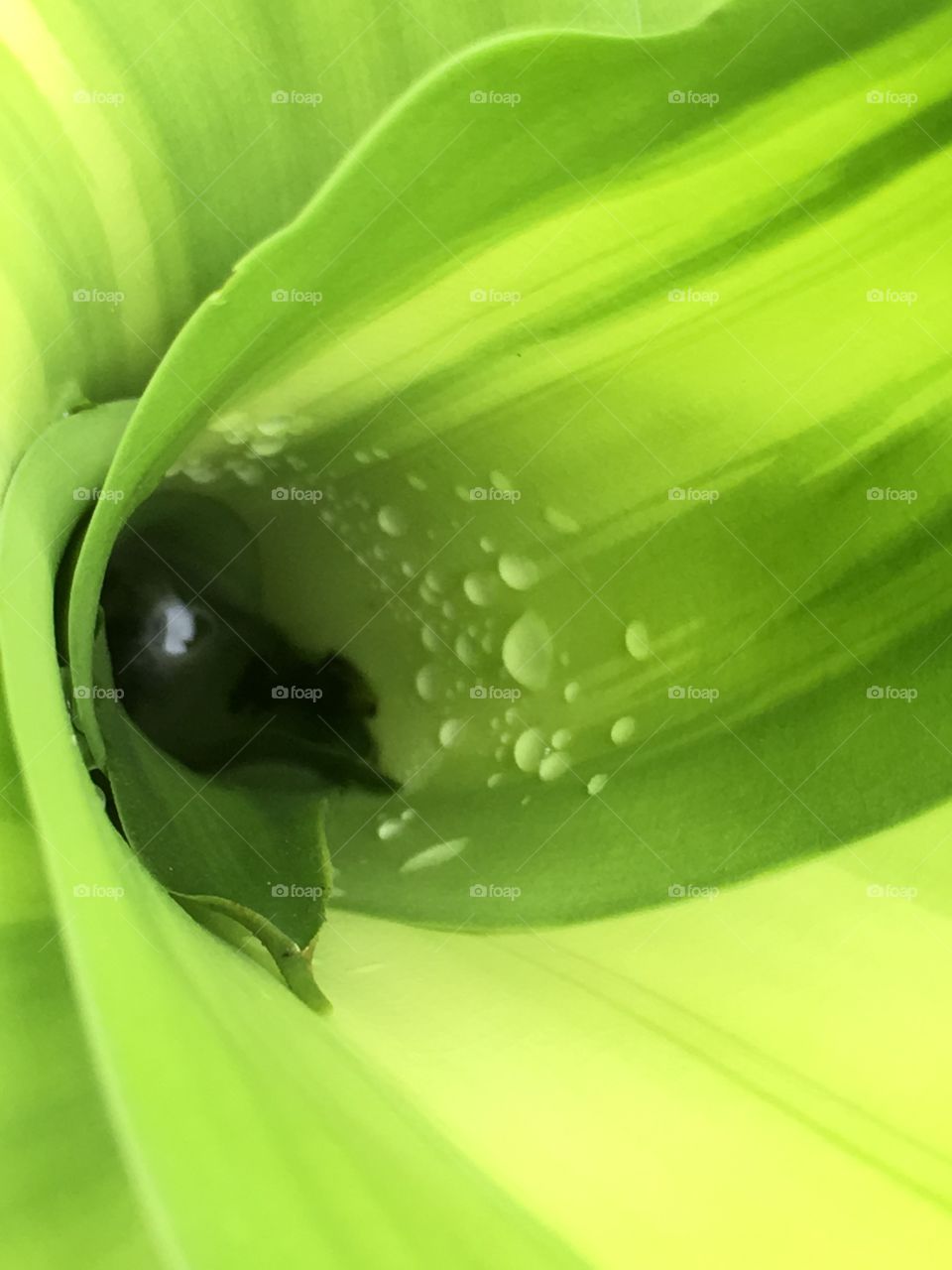 Inside curves of a palm tree 🌴