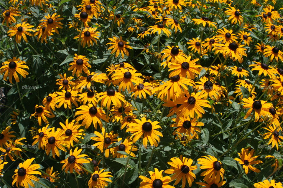 Black-Eyed Susans 