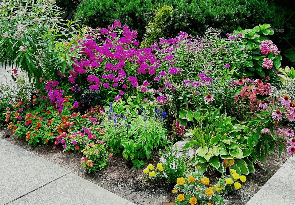 Colorful Perennials