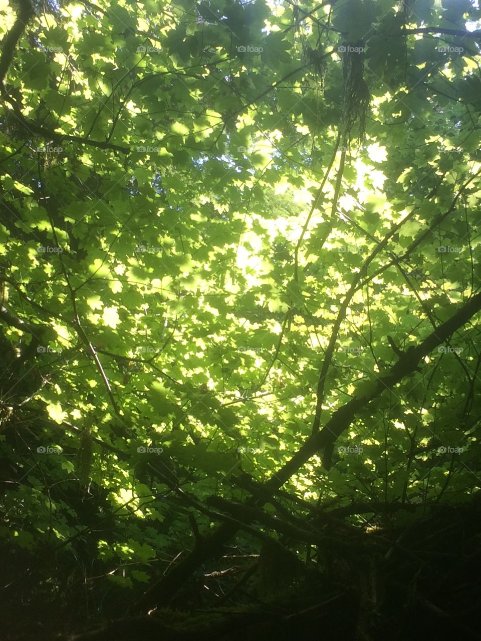 Light thru trees