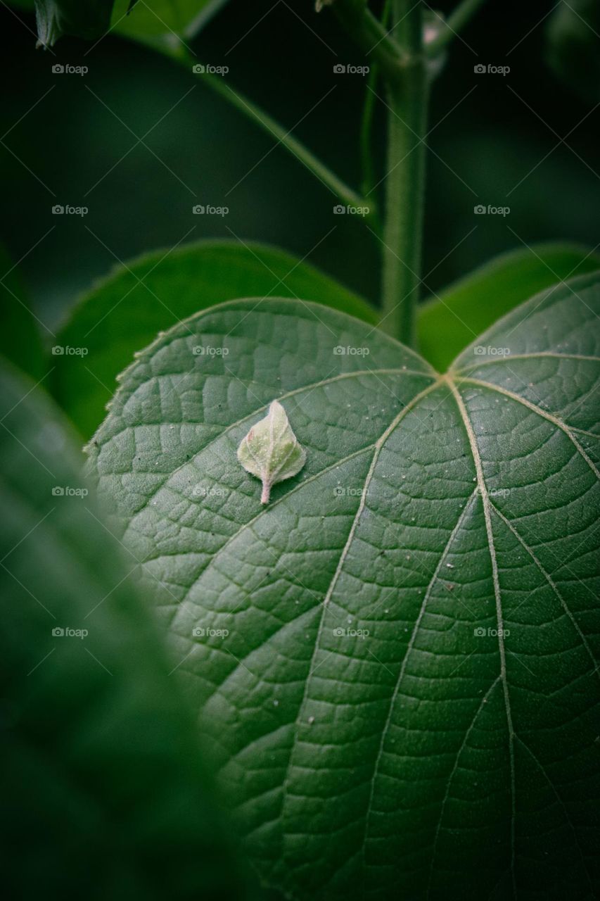 No words can explain  the beauty and simplicity of nature ✨