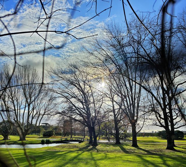 bare trees in winter on a green countryside