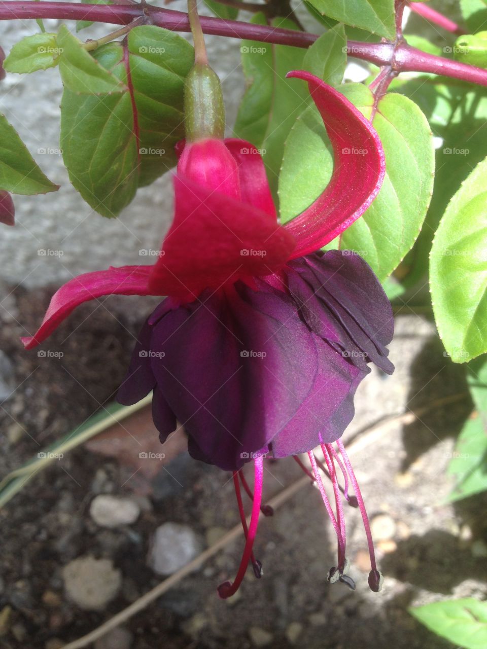 Fuchsia 