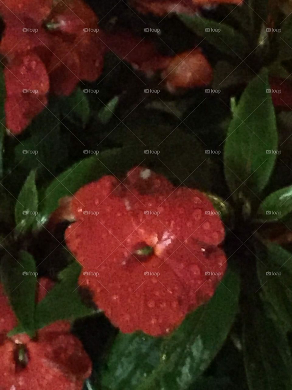 Red Flowers with Dew on them