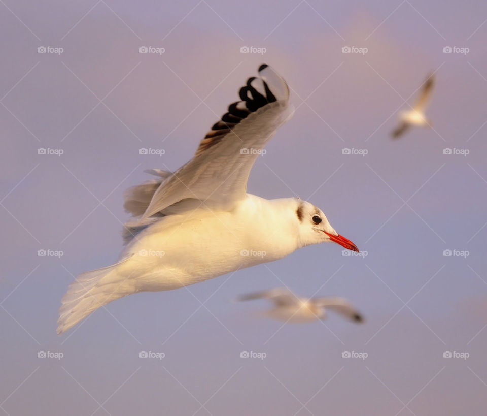 sky animal bird seagull by bubu