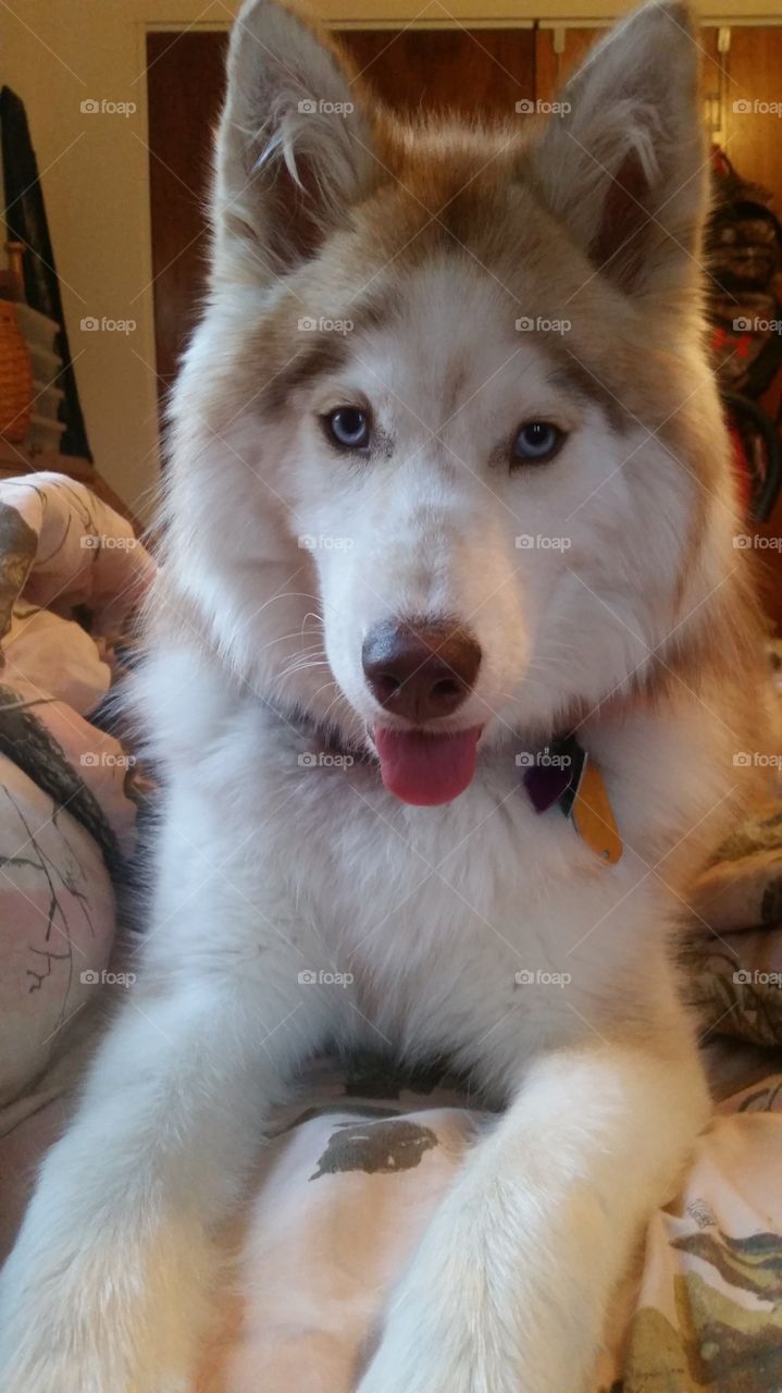 Skyla the Siberian Husky
