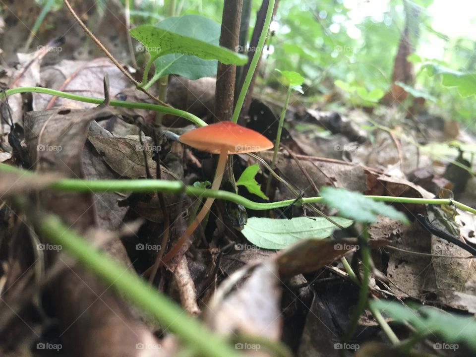 Tiny orange mushroom 