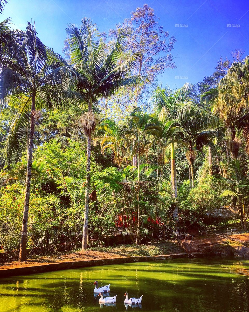 #PAZ
A #Natureza em perfeita #harmonia.
📸
#Fotografia é nosso #hobby!
#céu #lago #água #ganso #relax