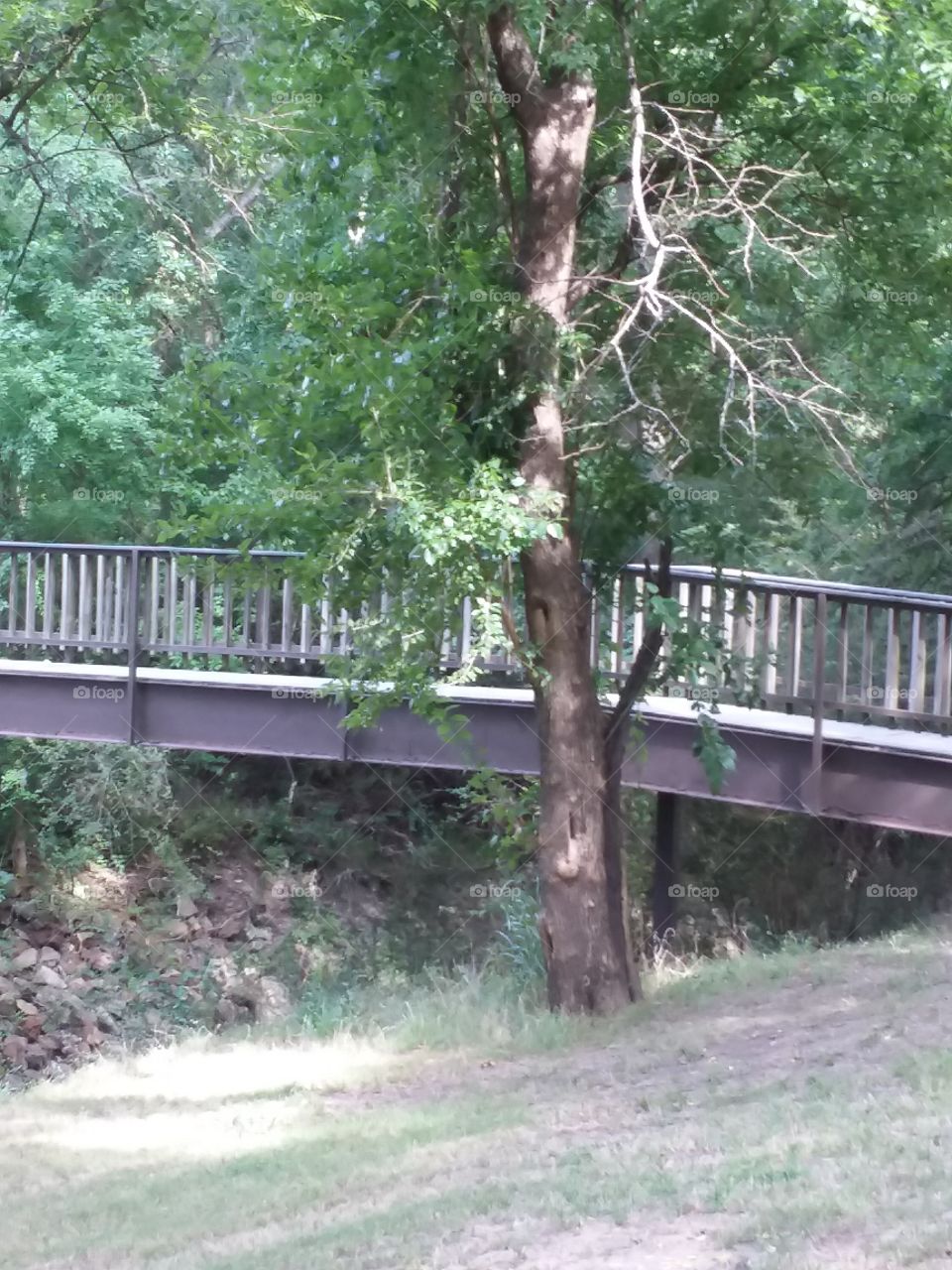 Bridge in the  park
