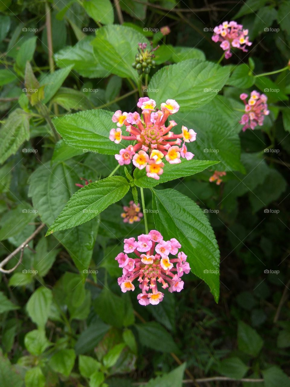 Minimalistic snap.... Flowers