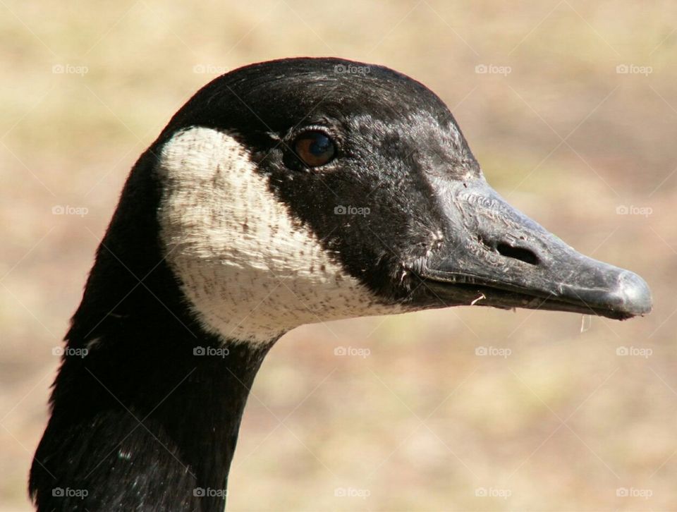Goose face
