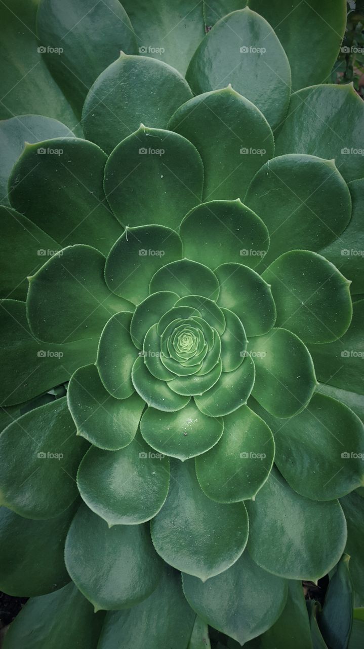 succulent antique