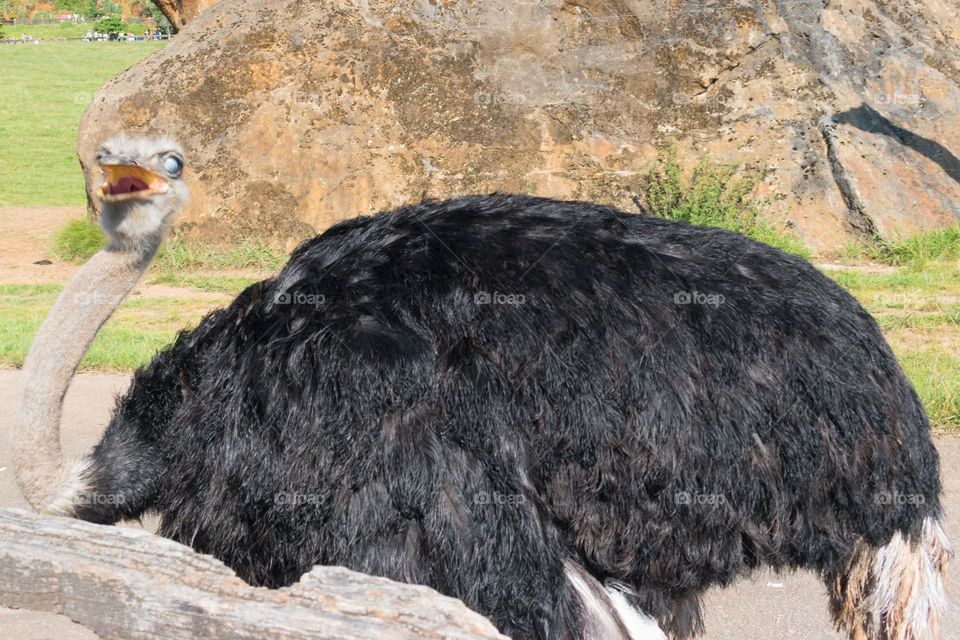 Close-up image of an ostrich at the Cabárceno Nature Park. Cabárceno, Cantabria, Spain.