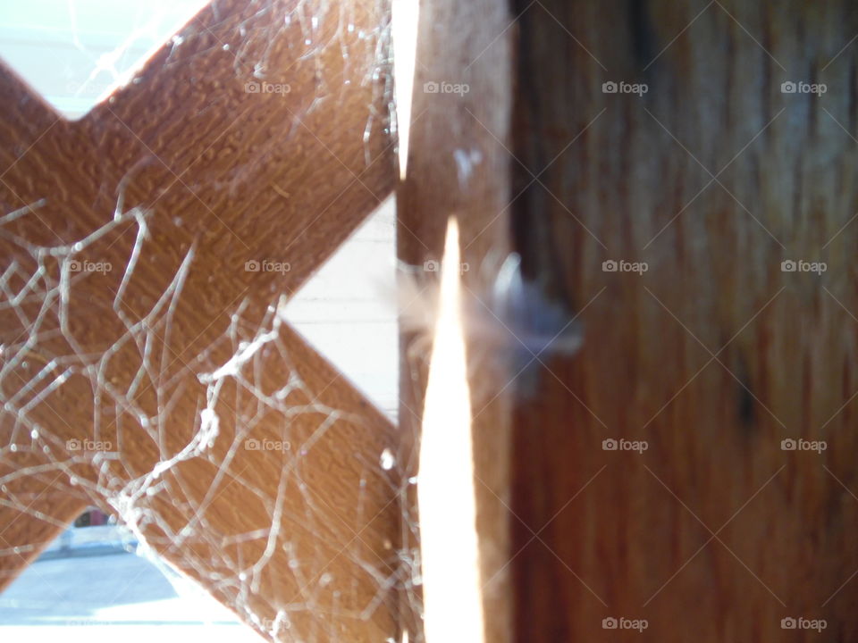 cob Web. This is a picture I accidentally took of a cob Web