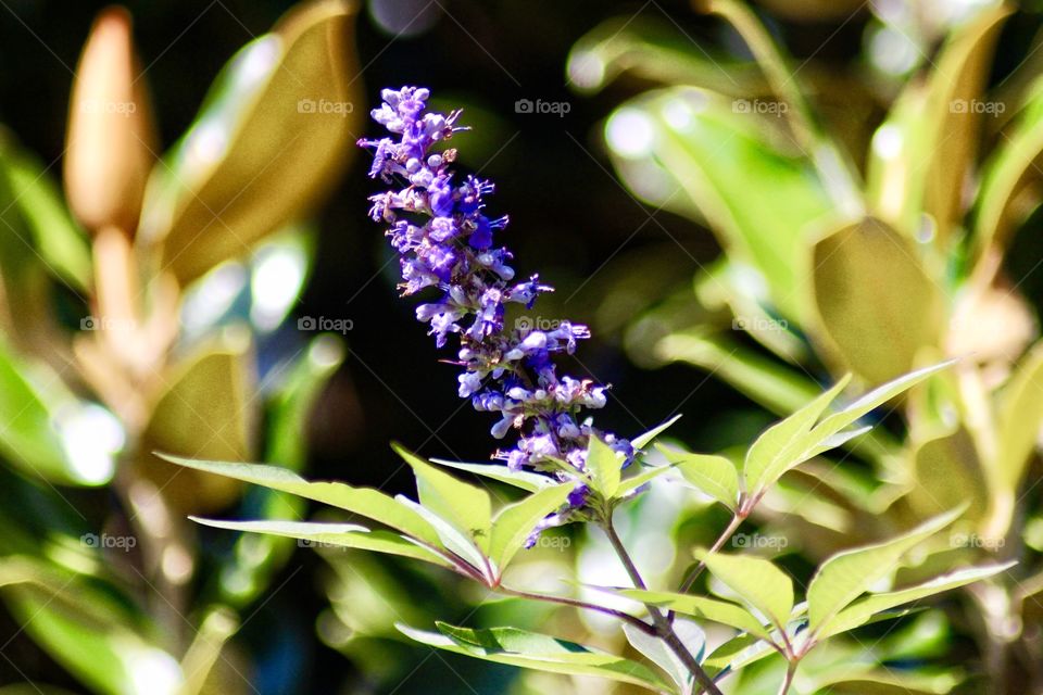 Texas Lilac Blooms