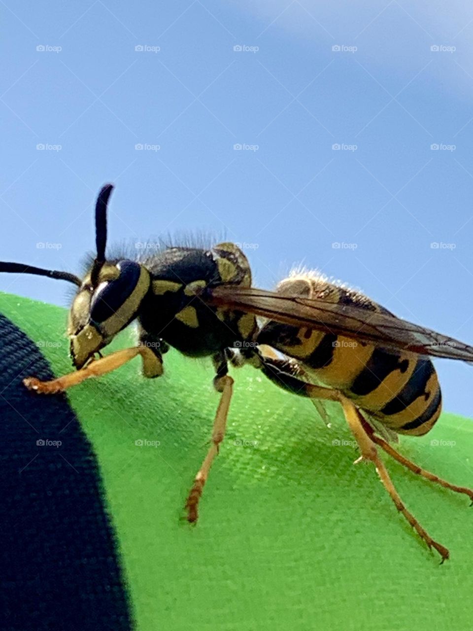 Upclose picture of a wasp