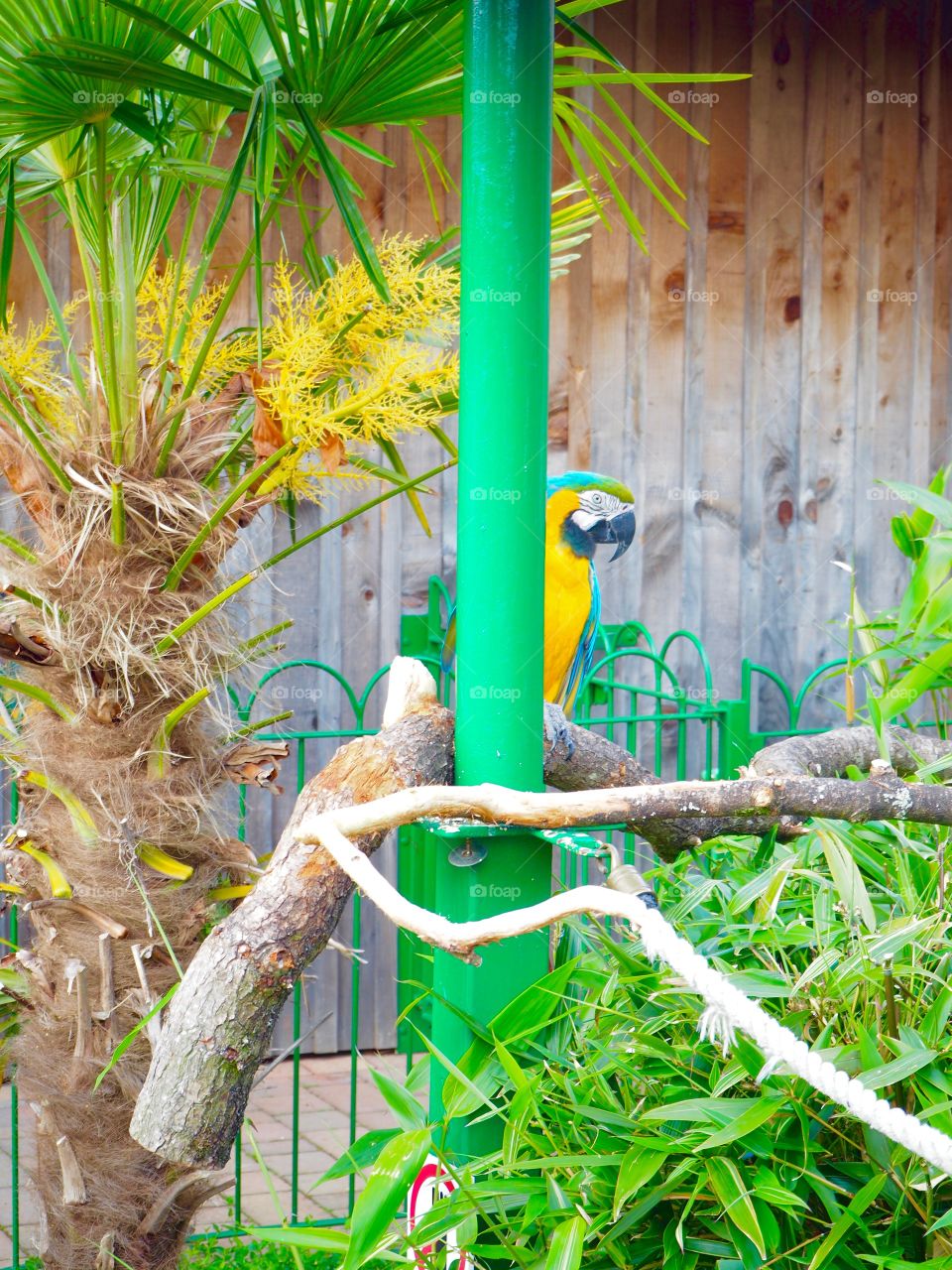 Parrot peeking from behind stand