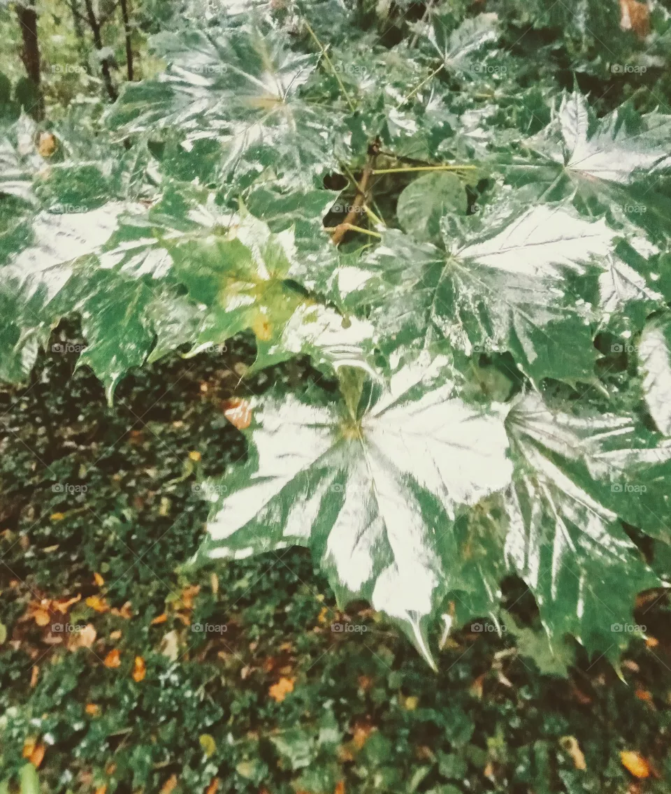 forest