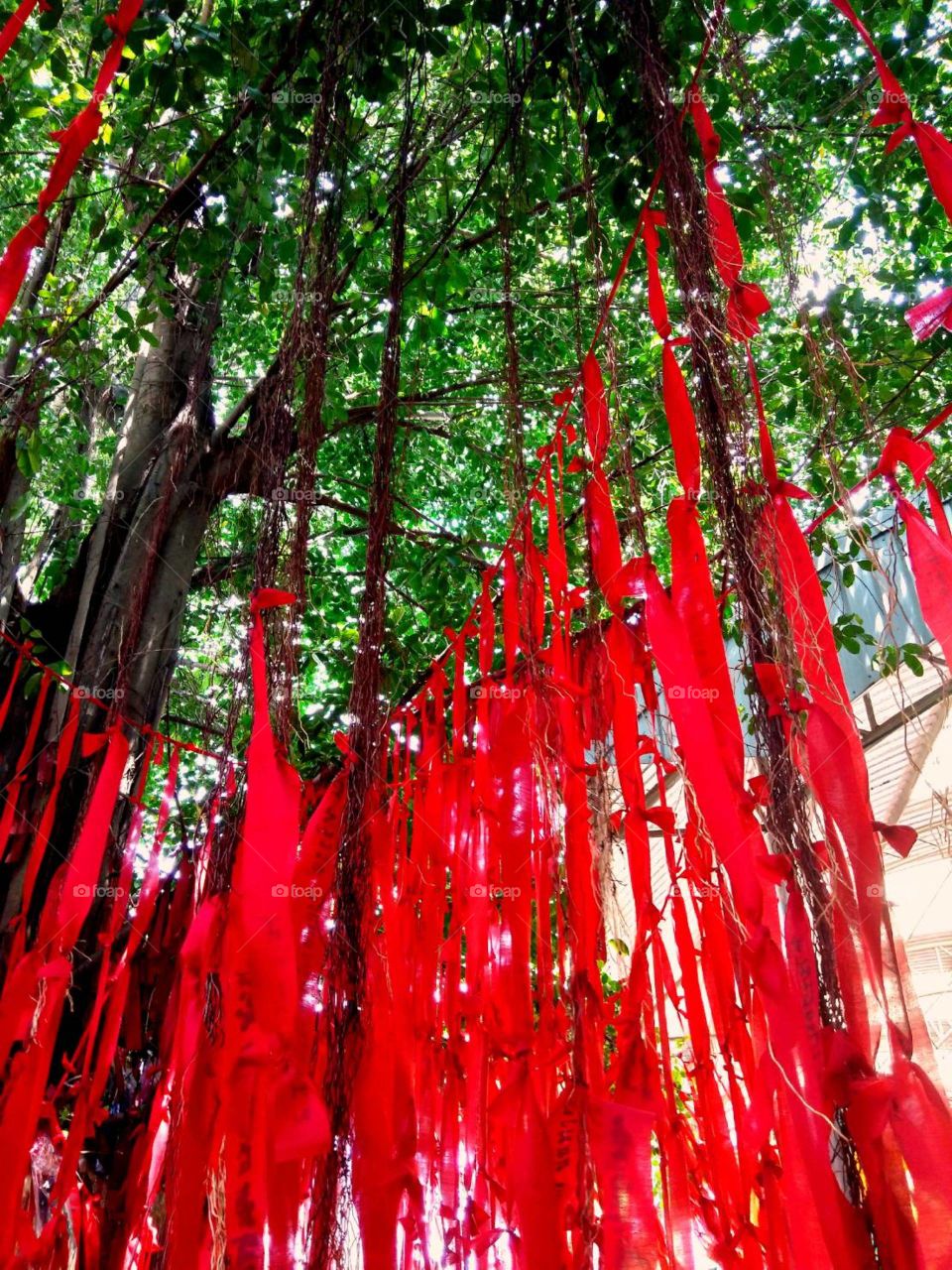 Red ribbons Tree in Thailand.