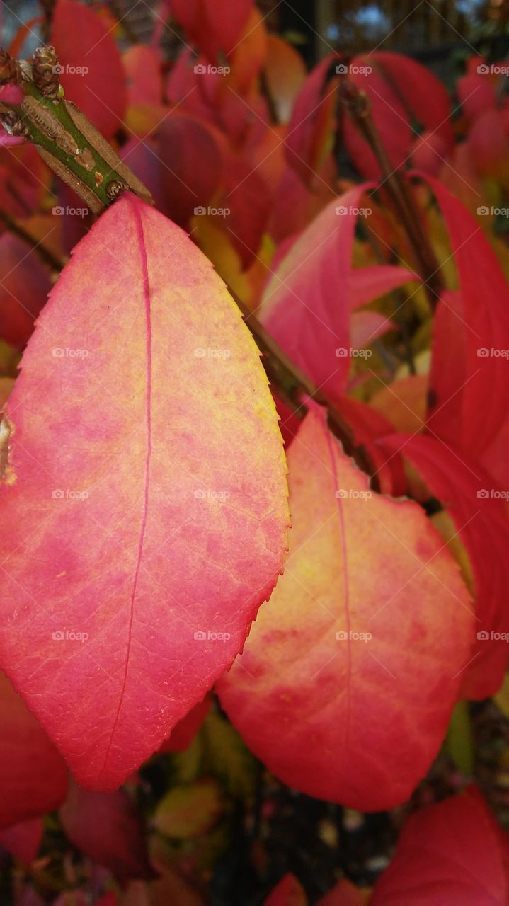 Leaf, Nature, Fall, No Person, Flora