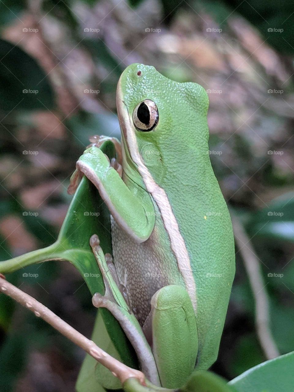 Green Tree Frog