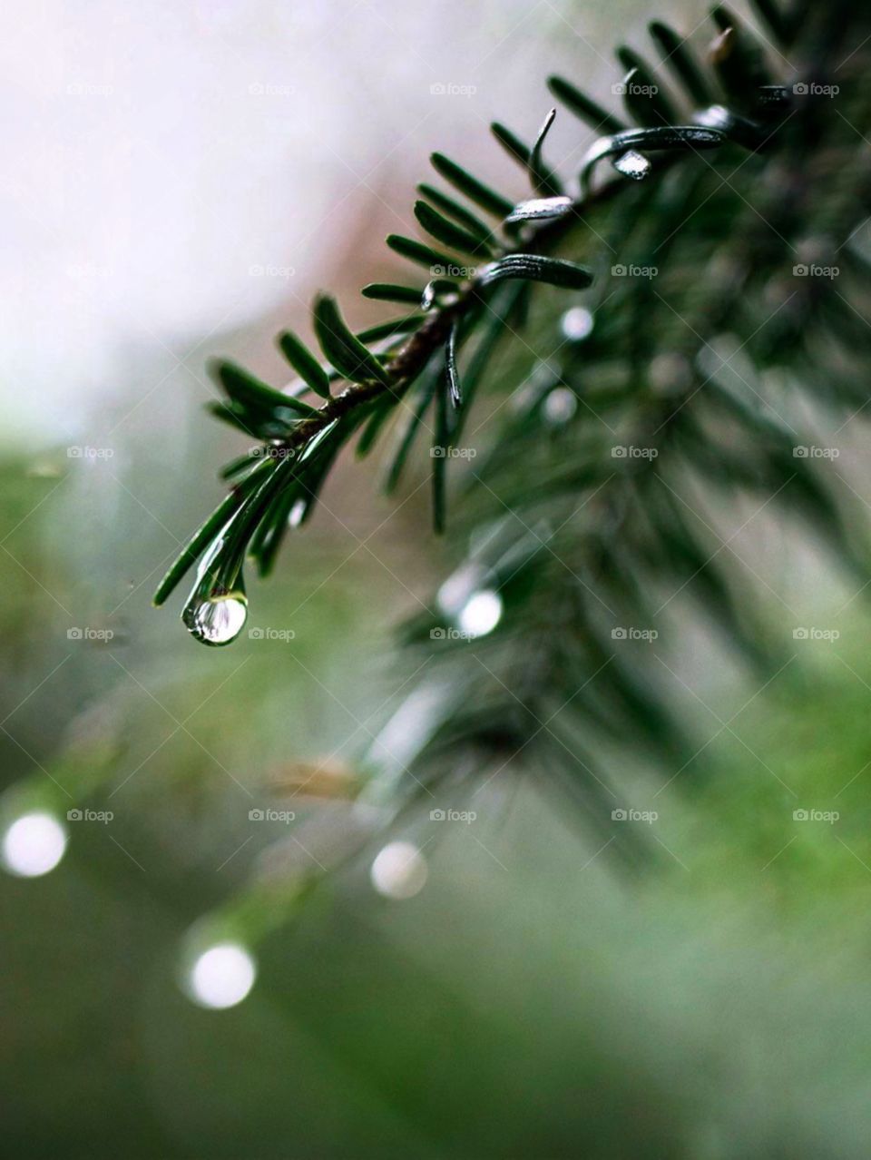 In this photo you can see Water droplet in a leaf 