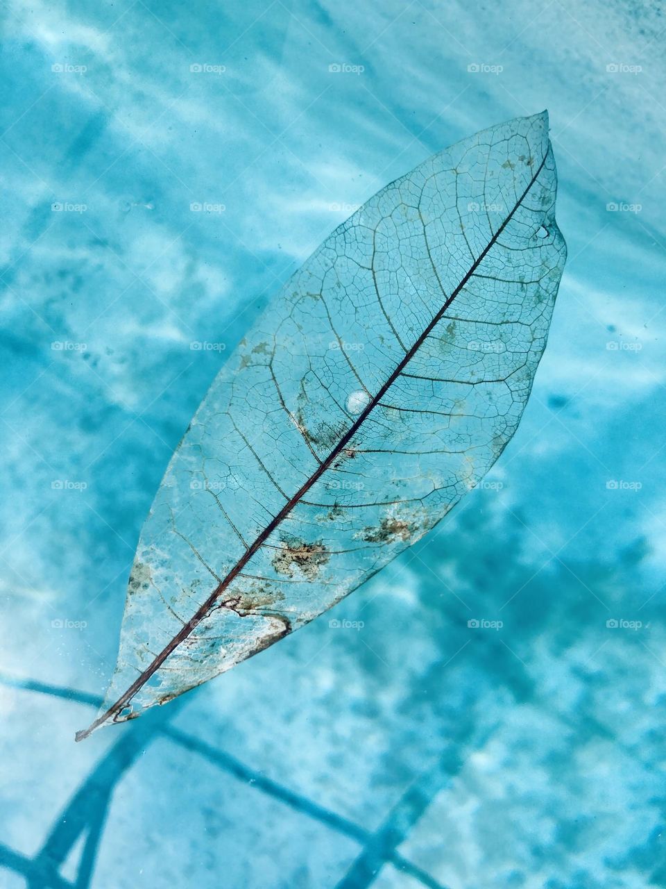 Beautiful bleached leaf