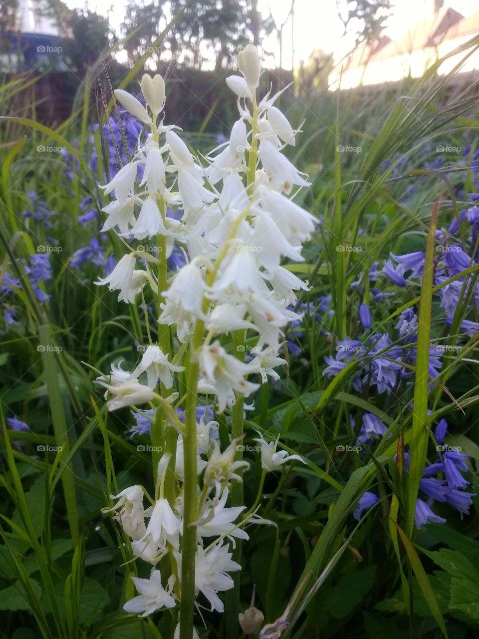 whitebells close up, rare flower, White, petals, woodland