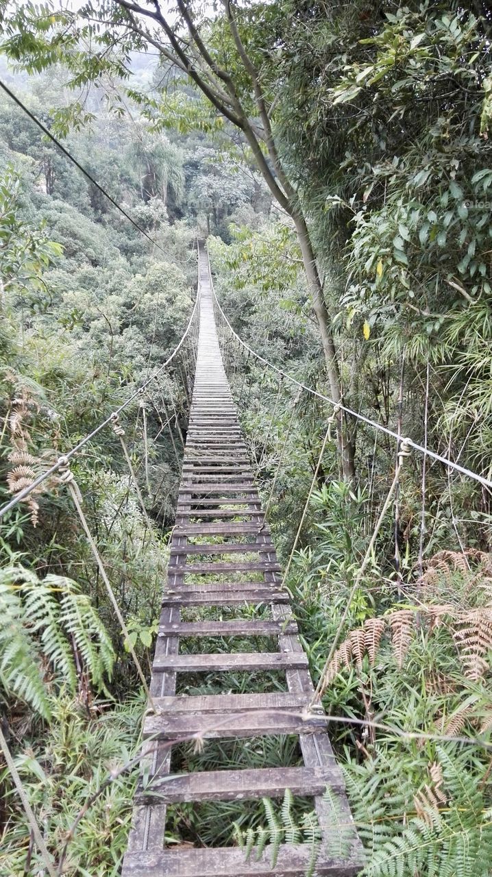 Wood balance bridge between tree