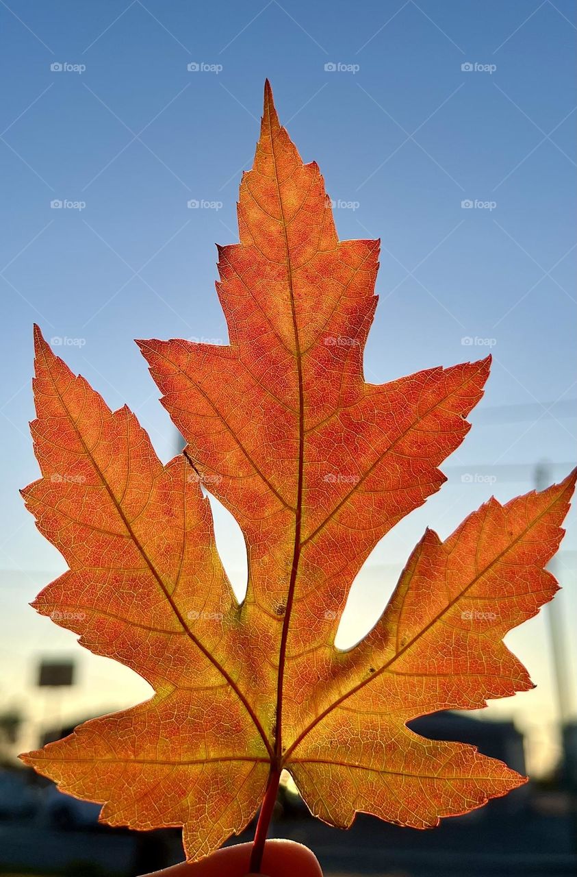 Fall leaf