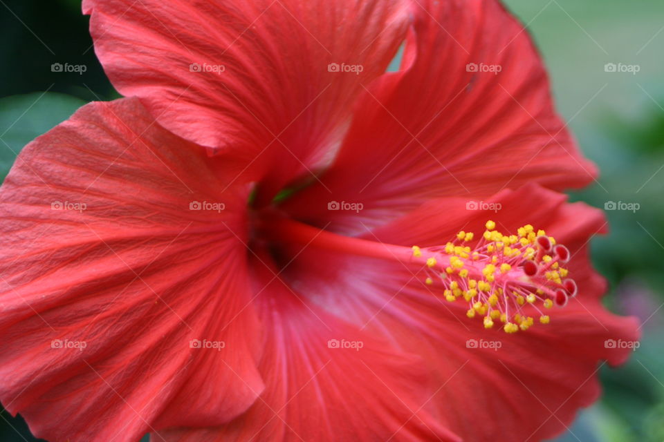 Hibiscus 