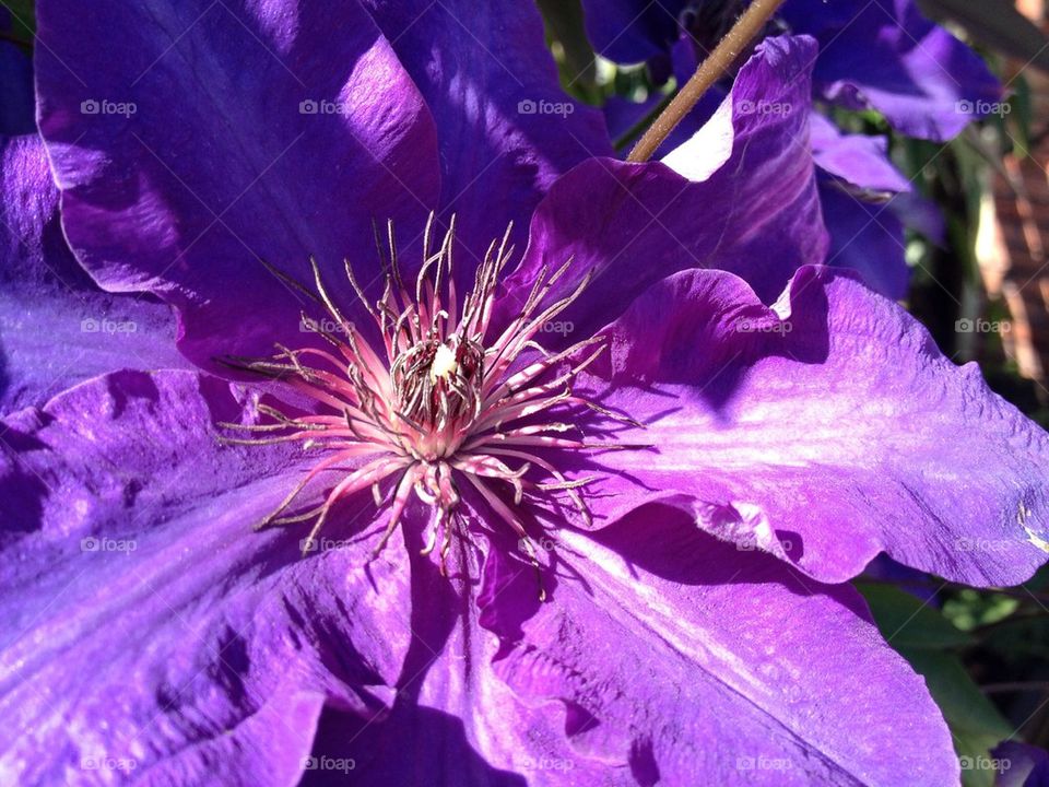 Clematis the president 