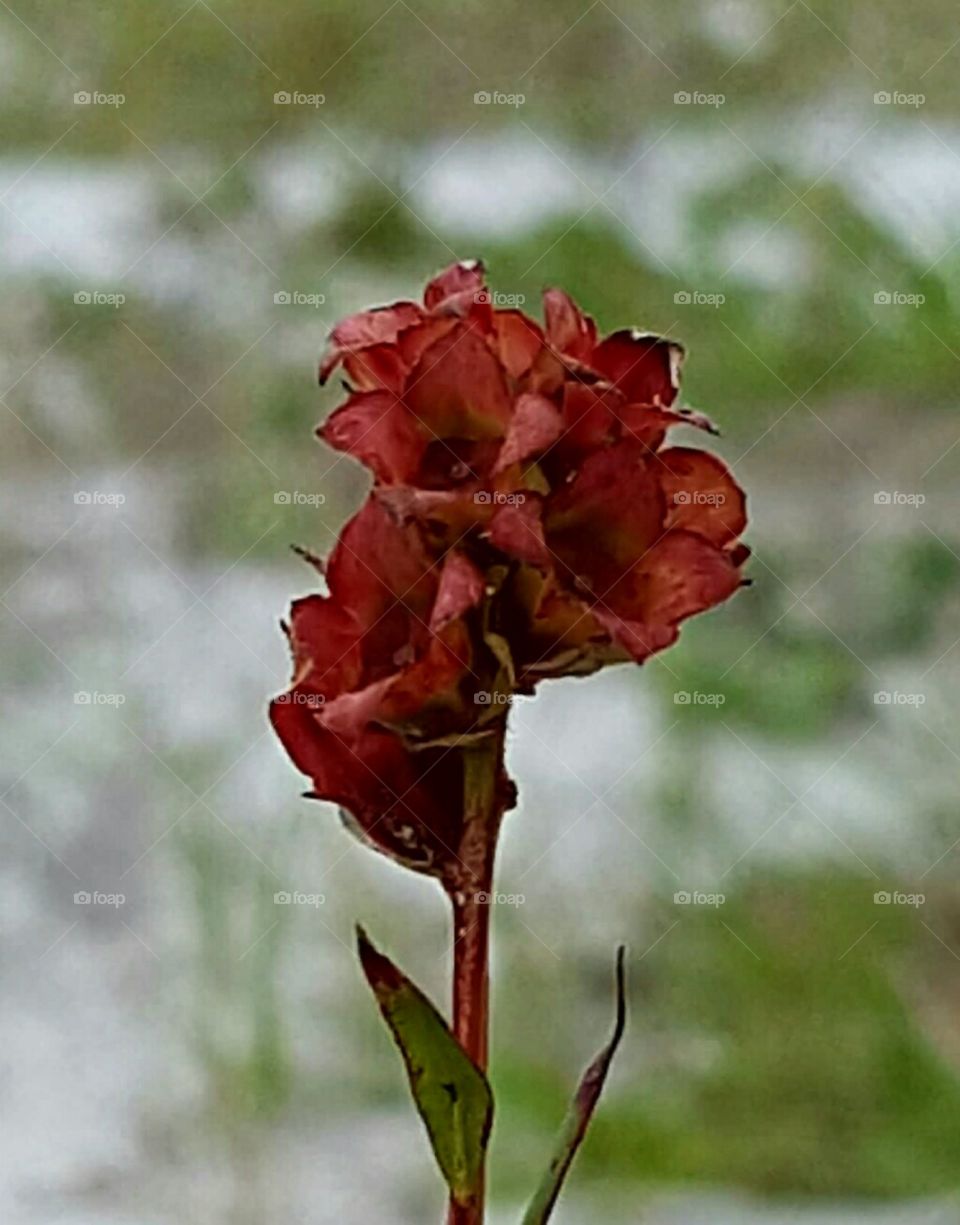 Flower, Nature, No Person, Flora, Leaf