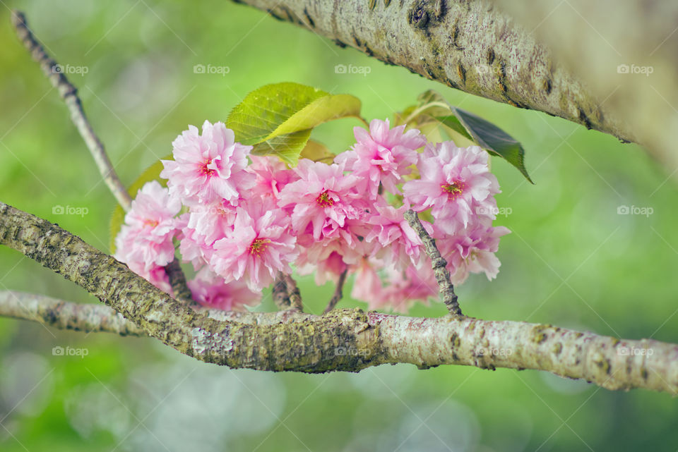 Pink flowers