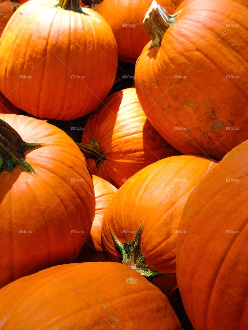 Pumpkins 