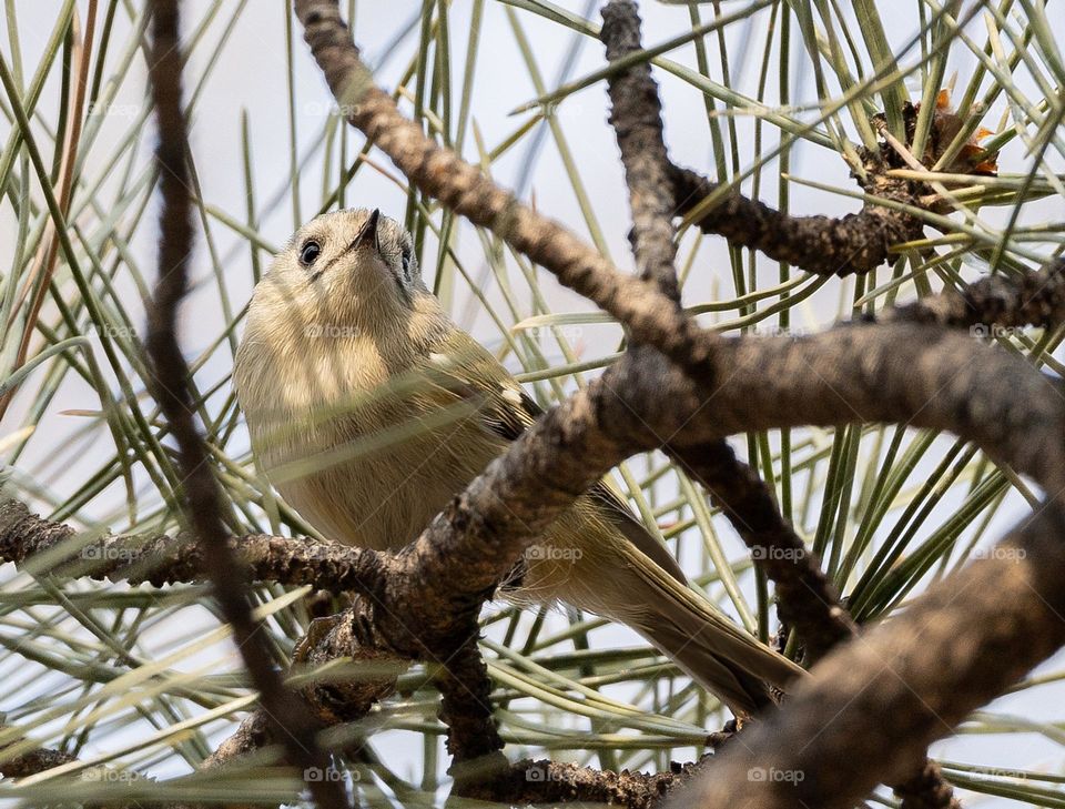 Goldcrest